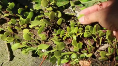 Pyrrosia piloselloides ejderha pulu olarak bilinen birkaç tip epifiz eğreltiotundan biridir..