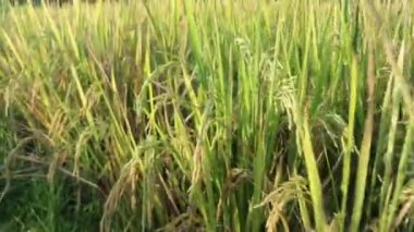 Çeltik tarlalarında sarı pirinç arka planı. Sarı pirinç patladı.