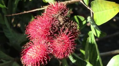 Ağaçtan rambutan meyvesi topluyorum. Rambutan meyvesi hasatı.