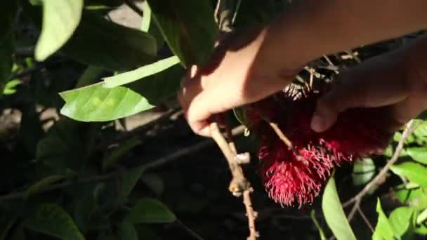 Picking Rambutan Fruit Tree Harvest Rambutan Fruit — Stock Video