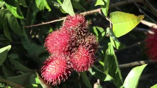 Apanhar Fruta Rambutan Árvore Colheita Frutas Rambutan — Vídeo de Stock