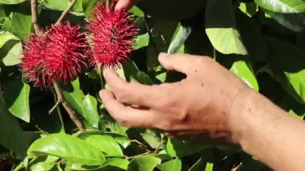 Zbieram Owoce Rambutanu Drzewa Zbierz Owoce Rambutanu — Wideo stockowe