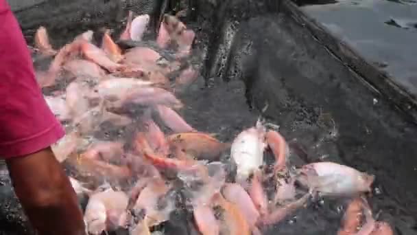 Catch Tilapia Hand Catch Red Tilapia Catching Fish Nets — Stock Video