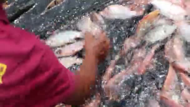 Πιάσε Την Τιλάπια Χέρι Πιάσε Την Κόκκινη Τιλάπια Αλιεύοντας Ψάρια — Αρχείο Βίντεο