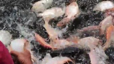 Tilapia 'yı elle yakala. Kızıl Tilapia 'yı yakala. Ağlarla balık yakalıyorum.