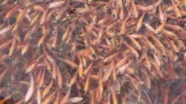 Tropikal bir gölette bir grup kırmızı tilapia.