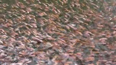 Tropikal bir gölette bir grup kırmızı tilapia.