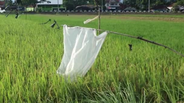 Bird Repellent Flag Rice Field White Flag Bird Repellent Rice — Stock Video