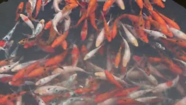 Eine Gruppe Koi Fischwelpen Teich — Stockvideo