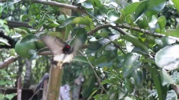 Motyle Latają Gdy Składają Jaja Liściach Wapna — Wideo stockowe