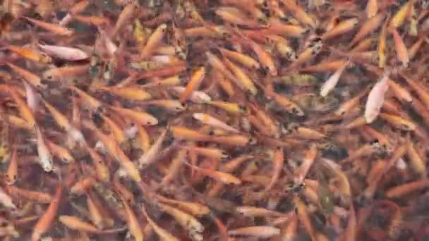 热带池塘里的一群红罗非鱼 — 图库视频影像