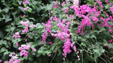 Antigonon leptopus, yaygın olarak Meksika sarmaşığı, kaya sarmaşığı, Karayip adalarının çoğunda arı çalısı ya da San Miguelito sarmaşığı olarak bilinir. Güzel pembe çiçekler