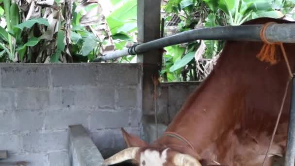 Füttern Der Kühe Stall Auf Dem Hof Australische Kuh Stall — Stockvideo
