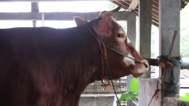 Krmení Krav Ohradě Farmě Australská Kráva Stáji — Stock video