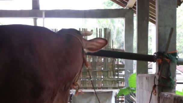 Utfodring Korna Pennan Jordbruket Australian Ett Stall — Stockvideo
