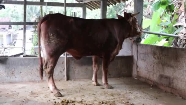 Кормление Коров Загоне Ферме Австралийская Корова Хлеву — стоковое видео
