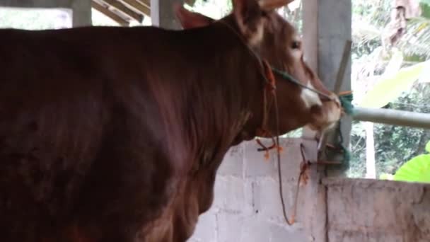 Krmení Krav Ohradě Farmě Australská Kráva Stáji — Stock video