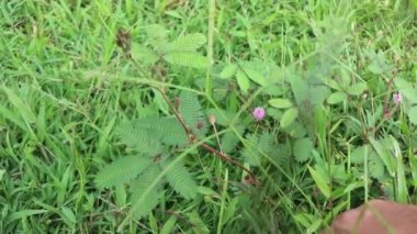 Mimosa pudica Linn.Hassas bitki, uykulu bitki, Dormilones, dokun bana, dokunma, ya da yaz yeşili arka plan olarak utangaç bitki. Seçici odak.