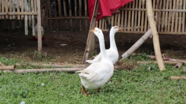 伝統的な農場で白い白鳥 農夫のペットの白いガチョウ — ストック動画