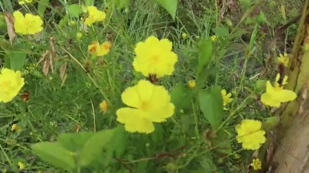 黄色のコスモスの花 黄色のコスモスと美しい光 — ストック動画