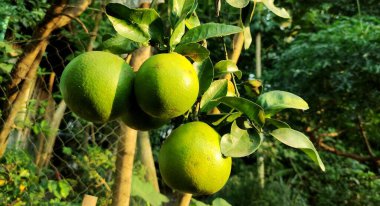Ağaçtaki yeşil portakallar. Ağaçtaki yeşil portakallar sabah güneşine maruz kalıyor..