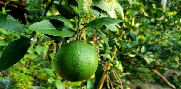 Ağaçtaki yeşil portakallar. Ağaçtaki yeşil portakallar sabah güneşine maruz kalıyor..