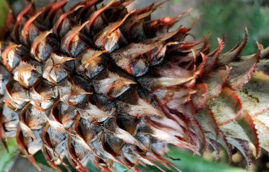 Egzotik ananas dokusu tasarım geçmişiniz için harikadır..