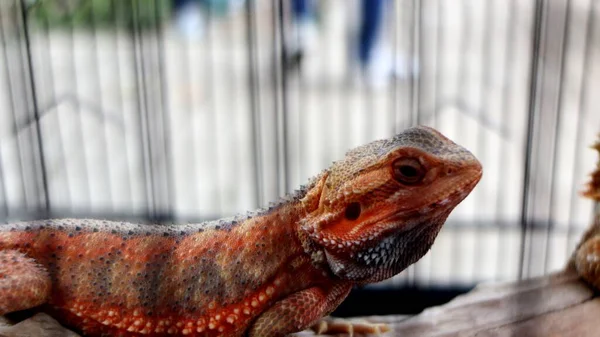 Orange Skinned Iguana Beautiful Iguanas — Stock Photo, Image