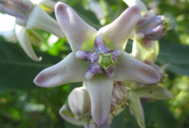 Amurang-Kotamobagu yolunda karşılaştığım çeşitli çiçek türleri.