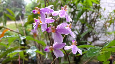 Annemin en sevdiği orkide.