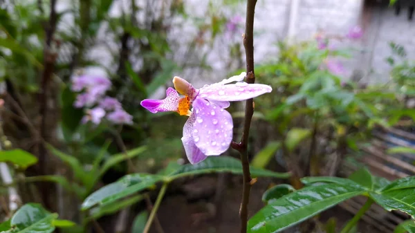 Orchidea Preferita Mia Madre — Foto Stock