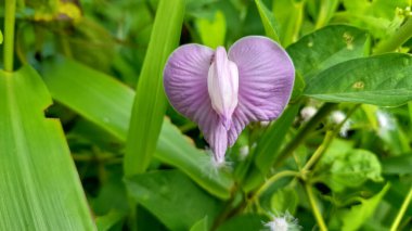 Evimin yanında bir sürü çiçek var.