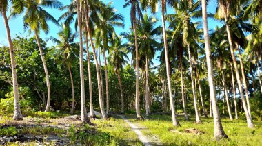Talaud, Melonguane sahilinde hindistan cevizi ağaçları
