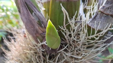 Orkide tomurcukları dallara dönüşecek