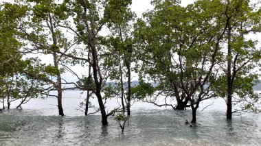 Melonguane City, Talaud 'daki Mangrove Ormanı
