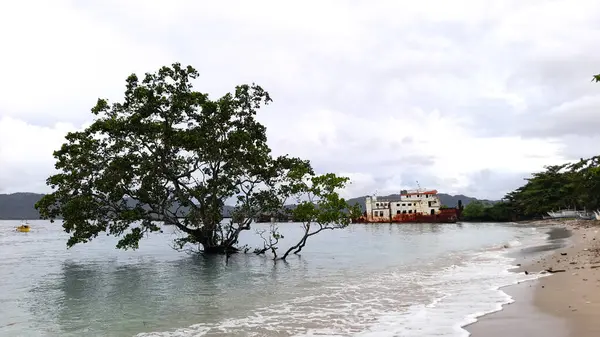 Melonguane Kıyısındaki Mangrove Ormanı — Stok fotoğraf