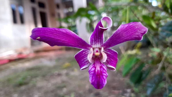 Orquídea Favorita Minha Mãe — Fotografia de Stock