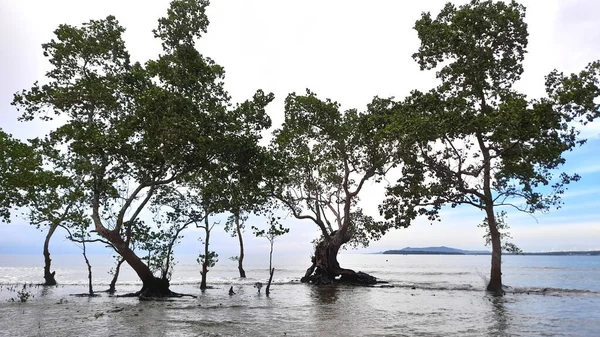 Forêt Mangroves Sur Côte Melonguane — Photo