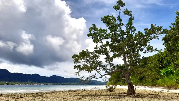 Sara Talaud Adası Kıyısındaki Mangrove Ormanı — Stok fotoğraf