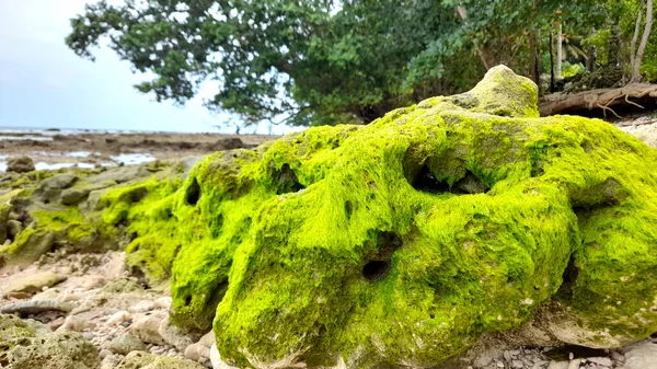 Пляжні Скелі Покриті Мохом — стокове фото
