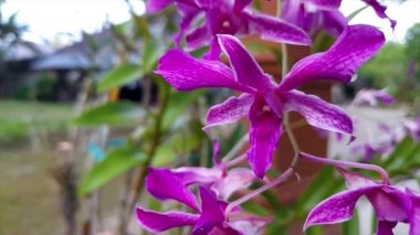 Evin ön bahçesinde güzel orkide çiçekleri