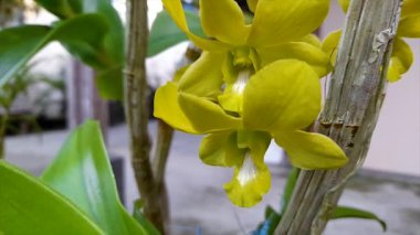 Evin ön bahçesinde güzel orkide çiçekleri