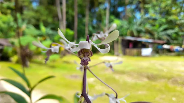 Любимые Цветы Орхидеи Моей Мамы Дворе Дома — стоковое фото