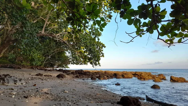 Mangrovenwälder Entlang Der Küste Von Kiama Tule — Stockfoto