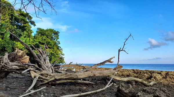 Lasy Namorzynowe Wzdłuż Wybrzeża Wioski Kiama Tule — Zdjęcie stockowe