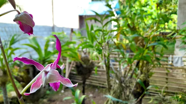 Flores Favoritas Minha Mãe Orchid Jardim Dianteiro Casa — Fotografia de Stock