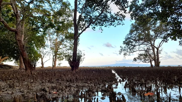 Мангрові Ліси Вздовж Узбережжя Села Кяма Туле — стокове фото