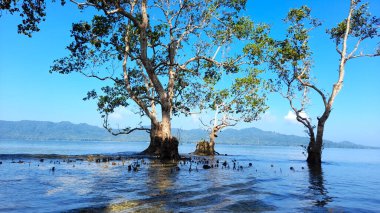 Melonguane kıyısındaki Mangrove Ormanı