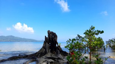 Melonguane kıyısındaki Mangrove Ormanı