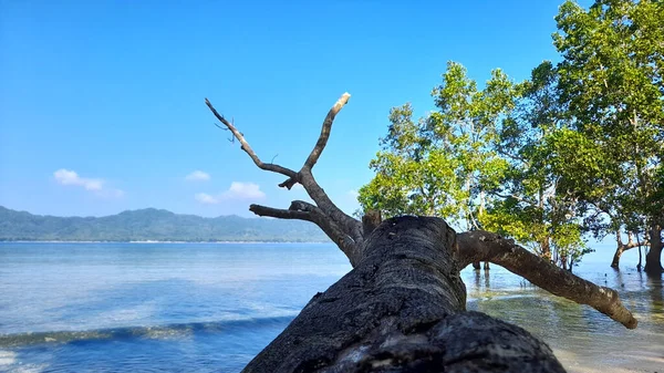Melonguane Kıyısındaki Mangrove Ormanı — Stok fotoğraf